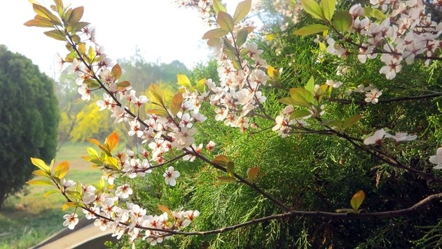 春天 公園風(fēng)景