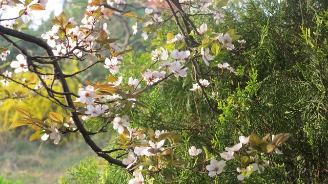 園林 春天 春