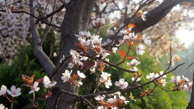 公園晨景 公園風(fēng)景