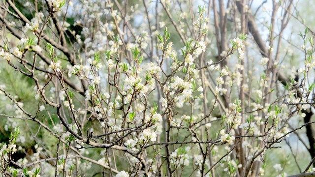 李子花 李樹花