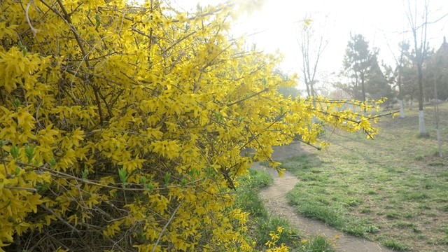 迎春花 連翹 春天公園