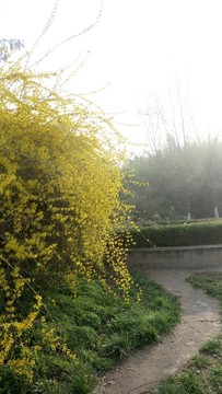 春天公園 園林景觀