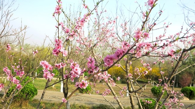 桃花盛開 春暖花開