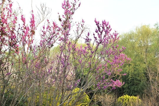 春天 春花 綻放 粉花 紫荊