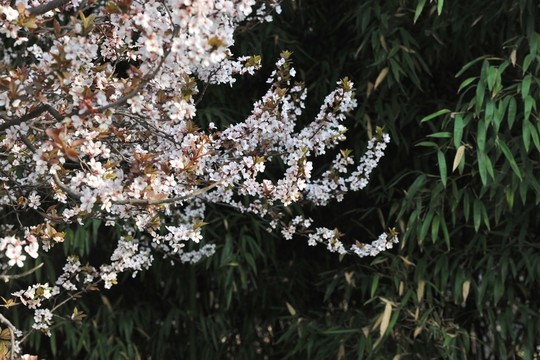 公園風(fēng)景 春景 春天公園