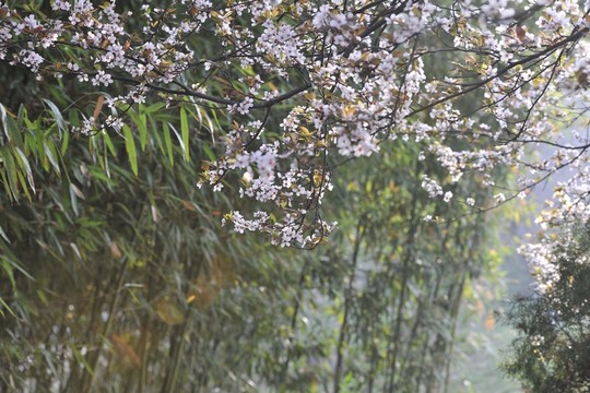 公園風景 春景 春天公園