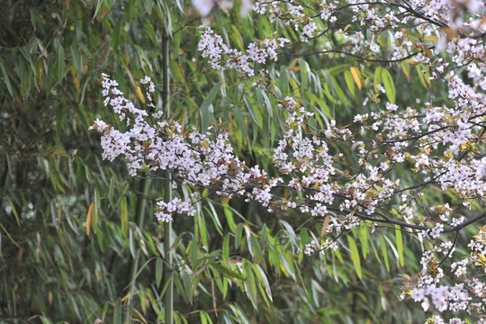 公園風(fēng)景 春景 春天公園