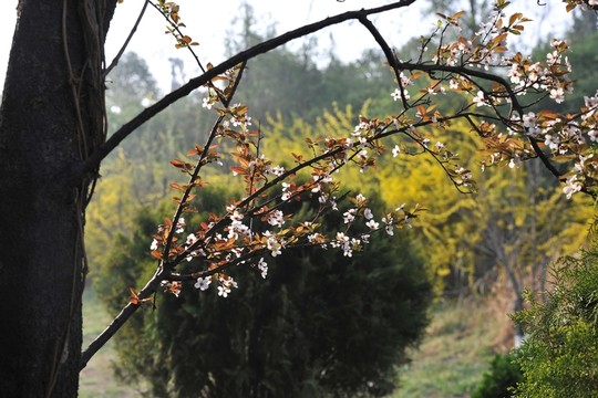 公園風(fēng)景 春天
