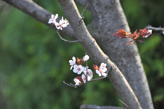 春暖花開