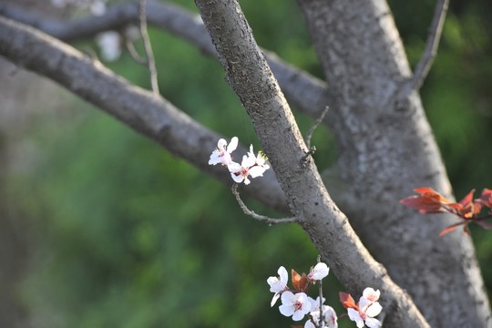 綠樹 風景 春天公園