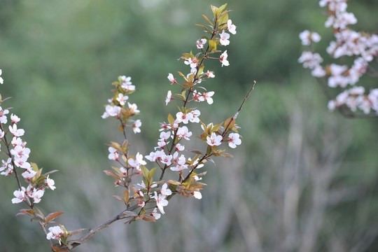 綠樹 風(fēng)景 春天公園
