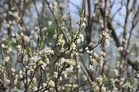 李子花