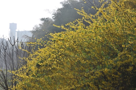 公園風(fēng)景 連翹