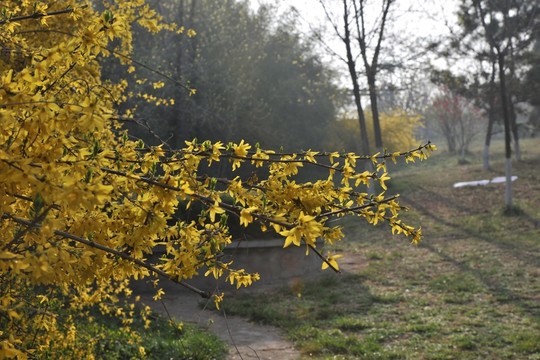 黃色花 公園風(fēng)景 春天