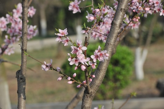 桃花