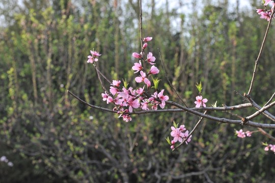 粉色桃花