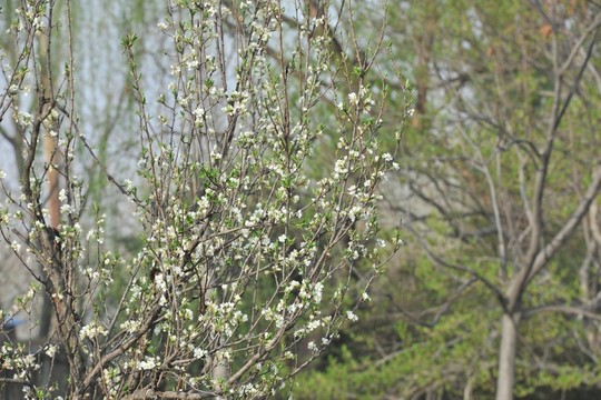 公園風(fēng)景 春天
