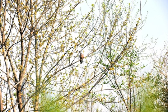 斑鳩 樹上斑鳩 春天