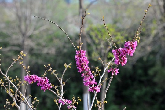 紫荊花 滿條紅 春天