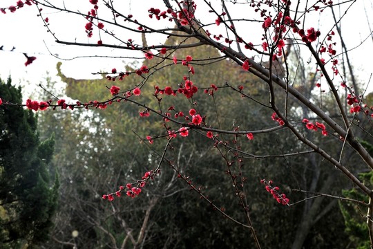 桃花 花兒 花朵 桃枝