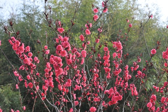 紅桃花