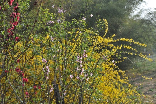 公園風(fēng)景