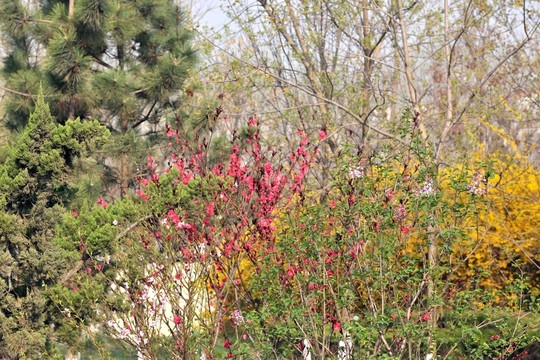 紅桃花 公園春天