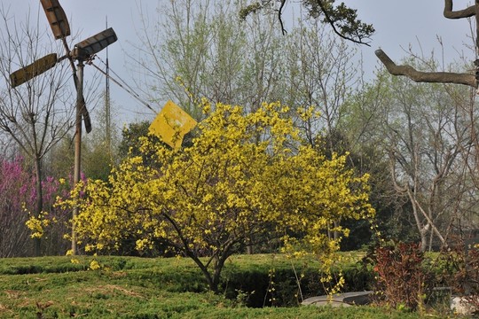 公園風(fēng)景  春天公園