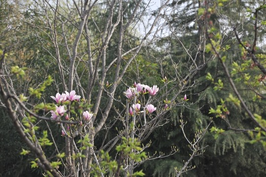 玉蘭花 春天