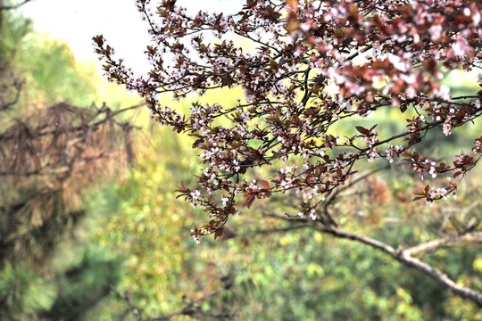 春天公園風景