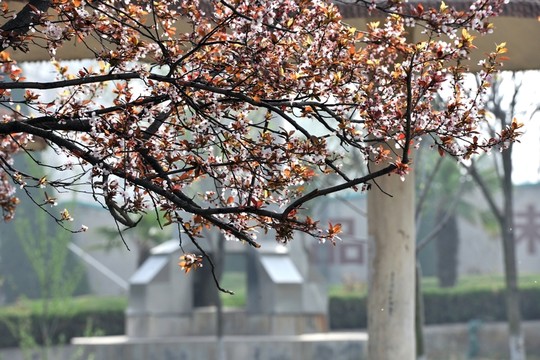 春天風景