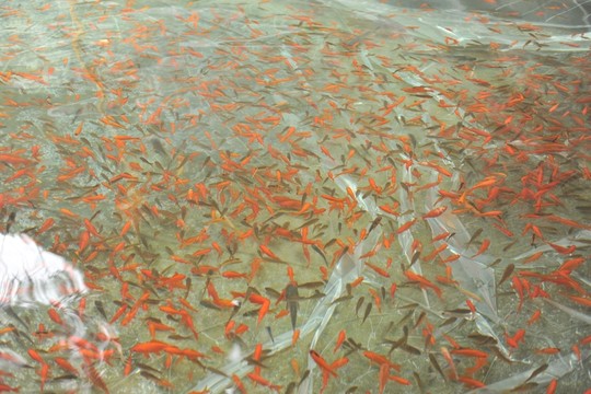 魚(yú)苗