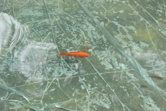 魚 金魚 游魚 觀賞魚