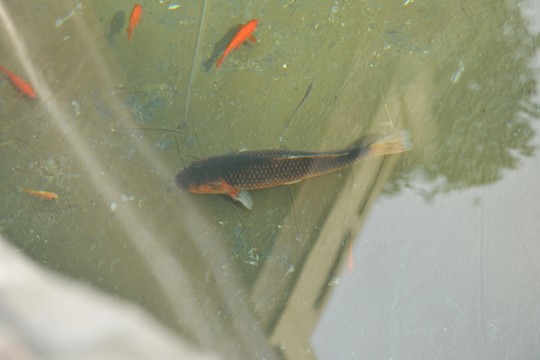 魚(yú) 金魚(yú) 游魚(yú) 錦里 觀賞魚(yú)