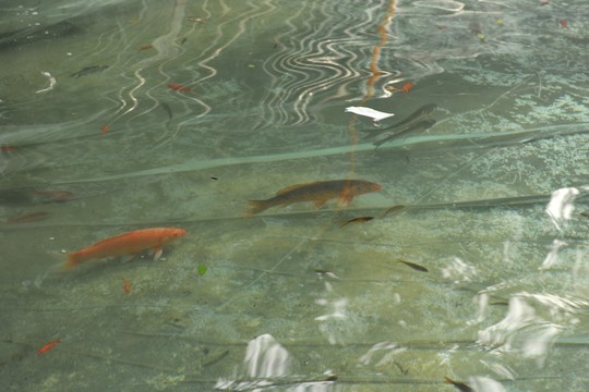 魚苗 金魚 游魚 錦里 觀賞魚