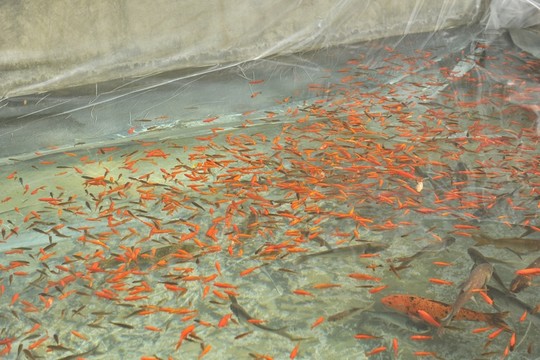 金魚 游魚 觀賞魚