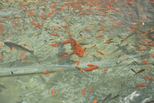 金魚 游魚  觀賞魚