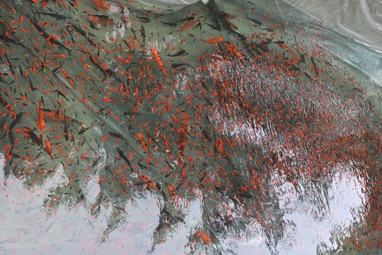 魚苗 小魚