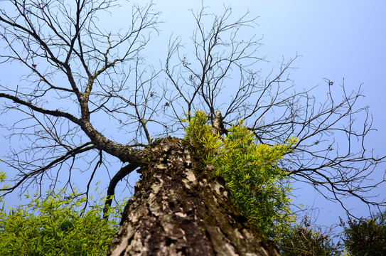 樹枝