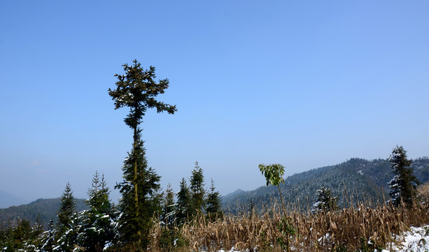 樹枝