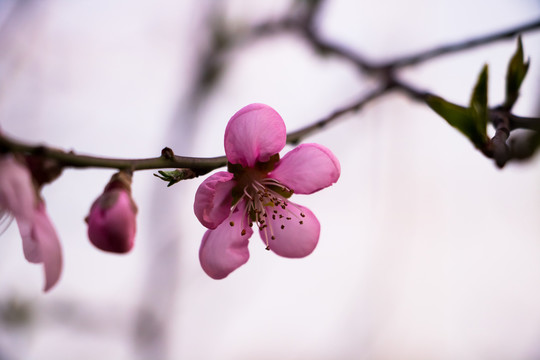 桃花