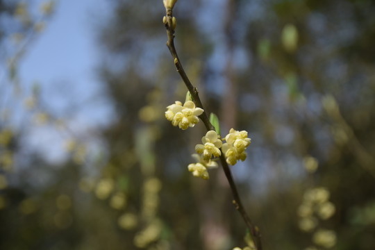 野花 山花 花兒