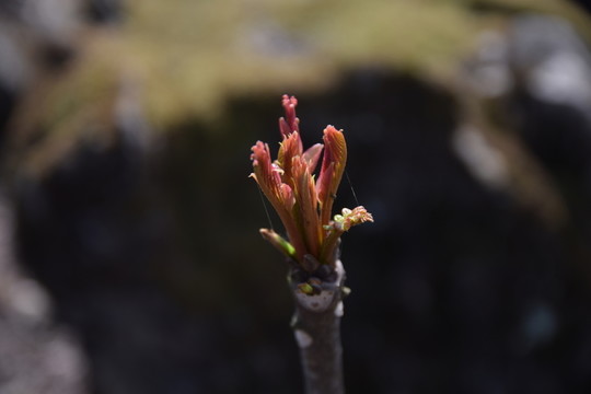 香椿 椿芽