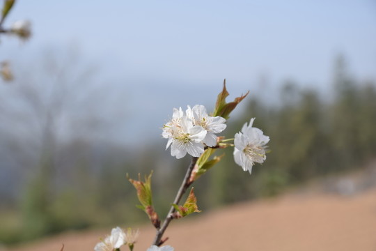 櫻桃花 山花 花兒