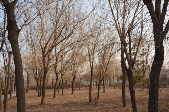 柳樹林
