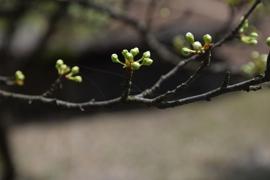 野花 山花 花兒