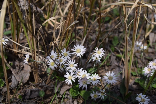 野花 山花 花兒