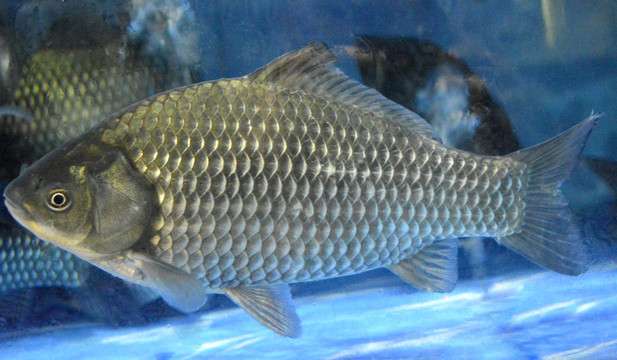 鯽魚