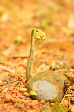 蕨菜