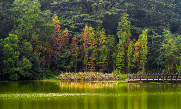 湖岸森林
